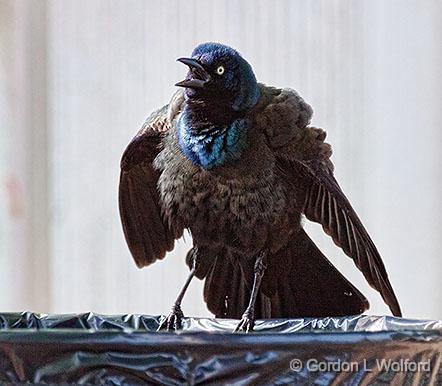 Ruffled Grackle_26877.jpg - Common Grackle (Quiscalus quiscula) photographed along the Rideau Canal Waterway at Smiths Falls, Ontario, Canada.